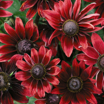 Rudbeckia Cherry Brandy